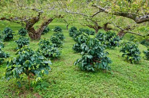 Coffee tree. Stock Photos