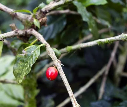 Coffee tree Stock Photos