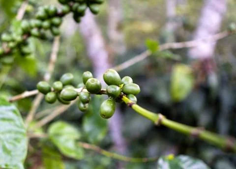 Coffee tree Stock Photos