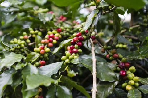 Coffee tree Stock Photos