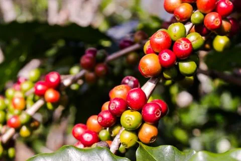 Coffee on tree Foto stock