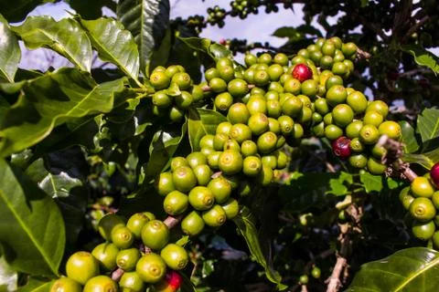 Coffee on tree Stock Photos