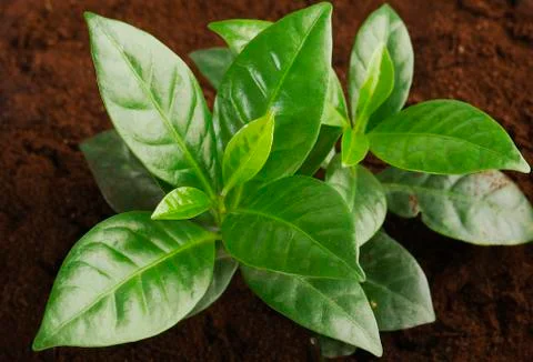 Coffee tree Stock Photos