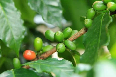 Coffee tree Stock Photos