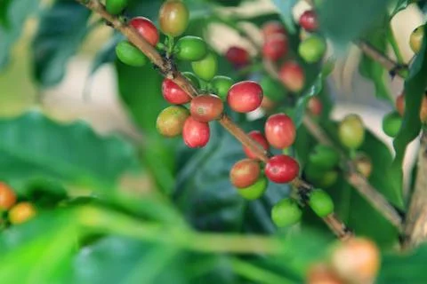 Coffee tree Foto stock