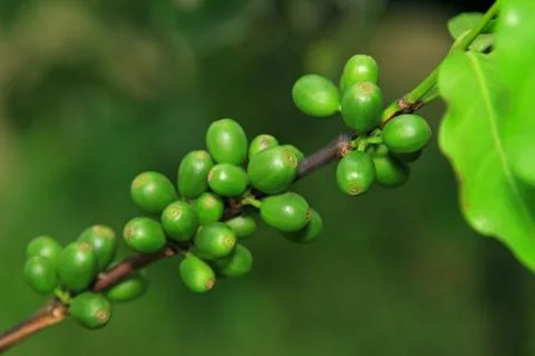 Coffee tree Stock Photos