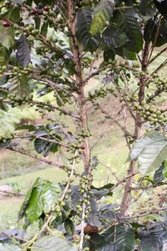 Coffee tree Foto stock