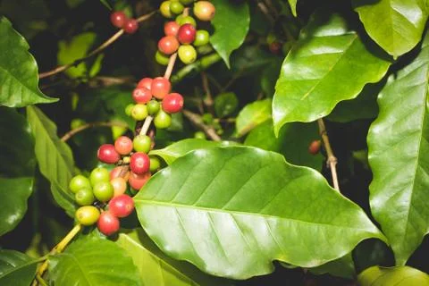 Coffee Tree Stock Photos