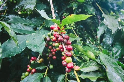 Coffee tree. Stock Photos