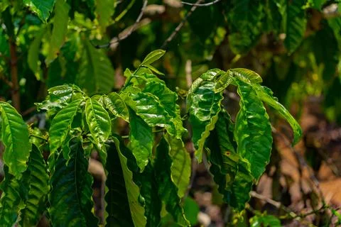 The coffee tree. 스톡 사진