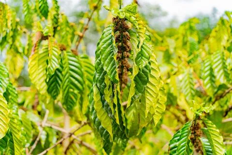 The coffee tree. Foto stock