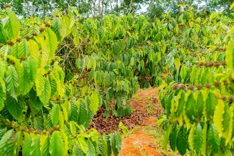 The coffee tree. Foto stock