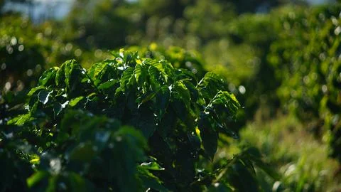 Coffee tree Stock Photos