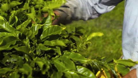 Coffee tree picking in colombia 2 Stock-Footage 157577898