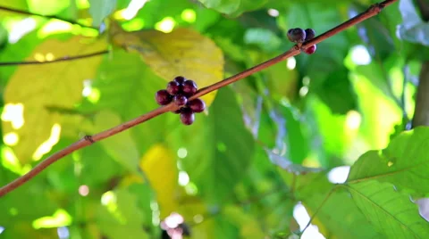 Coffee tree plantation, close up, Laos Stock Footage 40431787