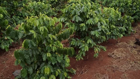 Coffee tree with red and green coffee beans on the branch in coffee farm Video stock 137647779