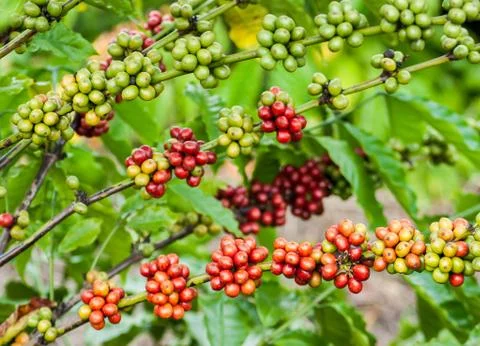 Coffee tree with ripe berries Stock Photos