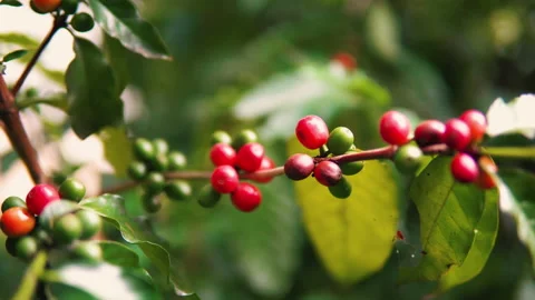 Coffee tree with ripe coffee beans on a branch Stock Footage 221771039