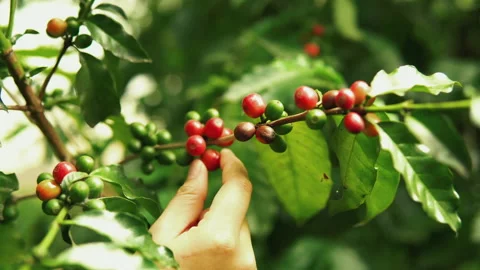 Coffee tree with ripe coffee beans on coffee branch Vidéo 221771144
