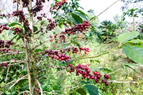 Coffee tree with ripe. Stock Photos