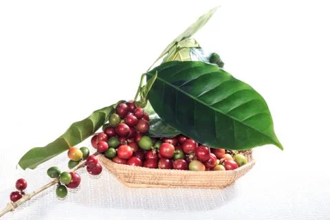 Coffee tree with ripening Stock Photos