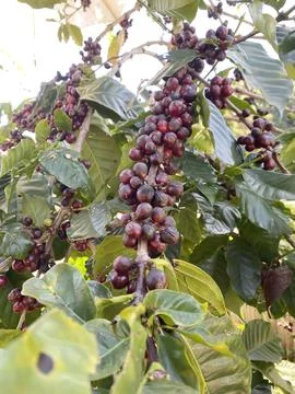 Coffee tree seeds Foto stock