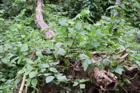 Coffee tree trunks grown in a forested land Stock Photos