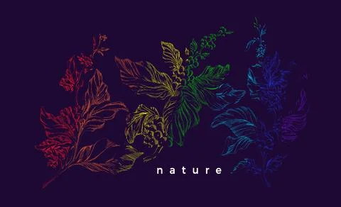 Coffee tree. Vector rainbow sketch. Nature realistic branch with leaf, flower Stock Illustration