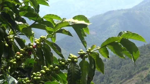 Coffee tree with a view of the Andes behind it Vídeos de archivo 60364918