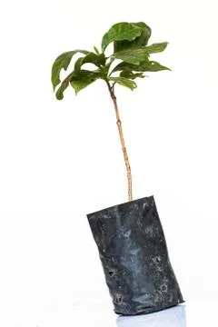 Coffee tree on white background Stock Photos