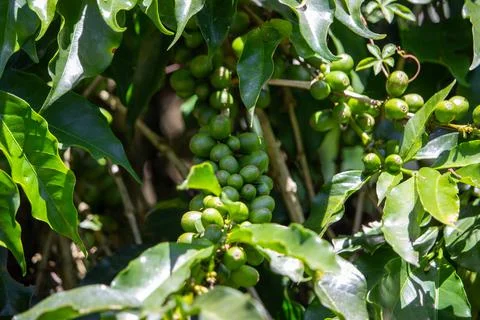 Coffee tree with young fruit Stock Photos