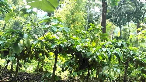 Coffee trees on the coffee plantation on java Stock Footage 123757481
