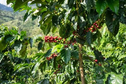 Coffee trees with fresh crops Stock Photos