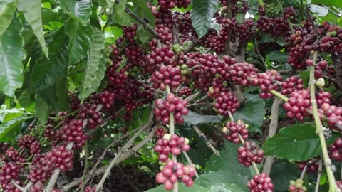 Coffee Trees Loaded with Ripe Cherries in Orchard 스톡 동영상 342913829