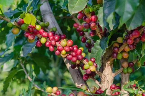 Coffee  trees Stock Photos