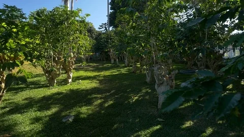 Coffee trees on a plantation Stock Footage 84857760