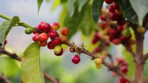 Coffee Tropical Stock Footage 56379337