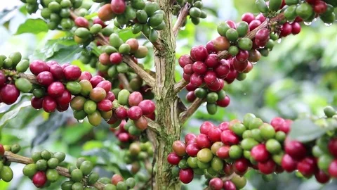 Coffee tropical Zone Stock Footage 83392988