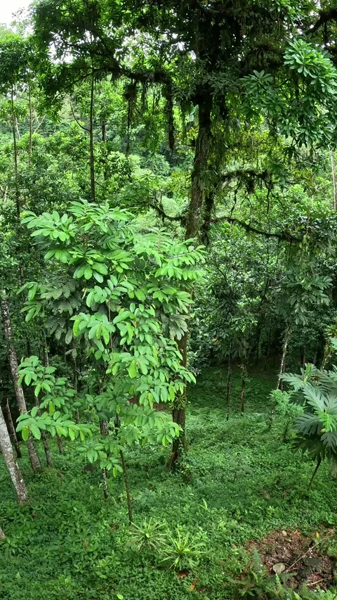 Coffee with a view Stock Footage 294606718