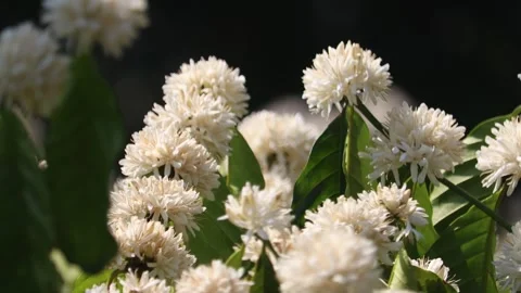 Coffee white blossom Stock Footage 308224139