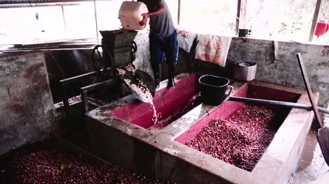 Coffee worker starting the wet process of coffee berries 스톡 동영상 65501951