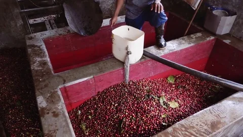 Coffee worker starting the wet process of coffee berries Stock Footage 81534526