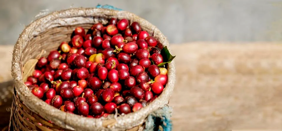 Coffeecherries Stock Photos