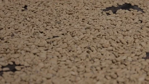 Cofffe bean drying at sun shine in coffee processing Stock Footage 162823334