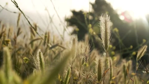 Cogon grass in a beautiful sunset view. Cinematic grass. beautiful nature shot i Stock Footage 167811547