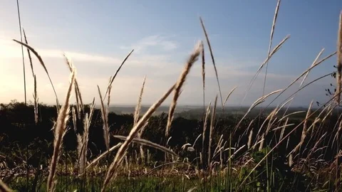 Cogon Grass - Blowing in the Wind Stockbeeldmateriaal 81500740