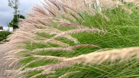 Cogon Grass blown by the wind. Stock Footage 258211301