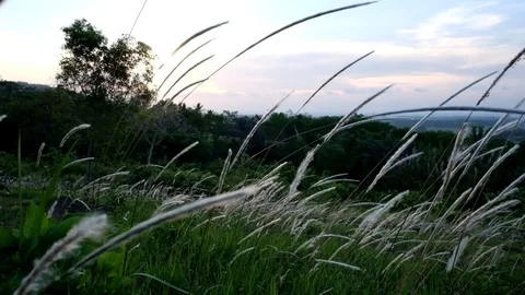 Cogon Grass In The Breeze Stockbeeldmateriaal 81445127