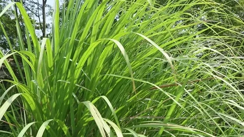 Cogon grass Vídeos de archivo 341853712