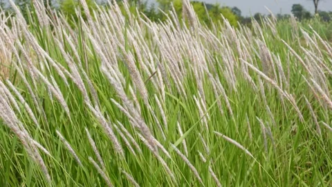 Cogon grass with silver white plumes Stock Footage 334002266